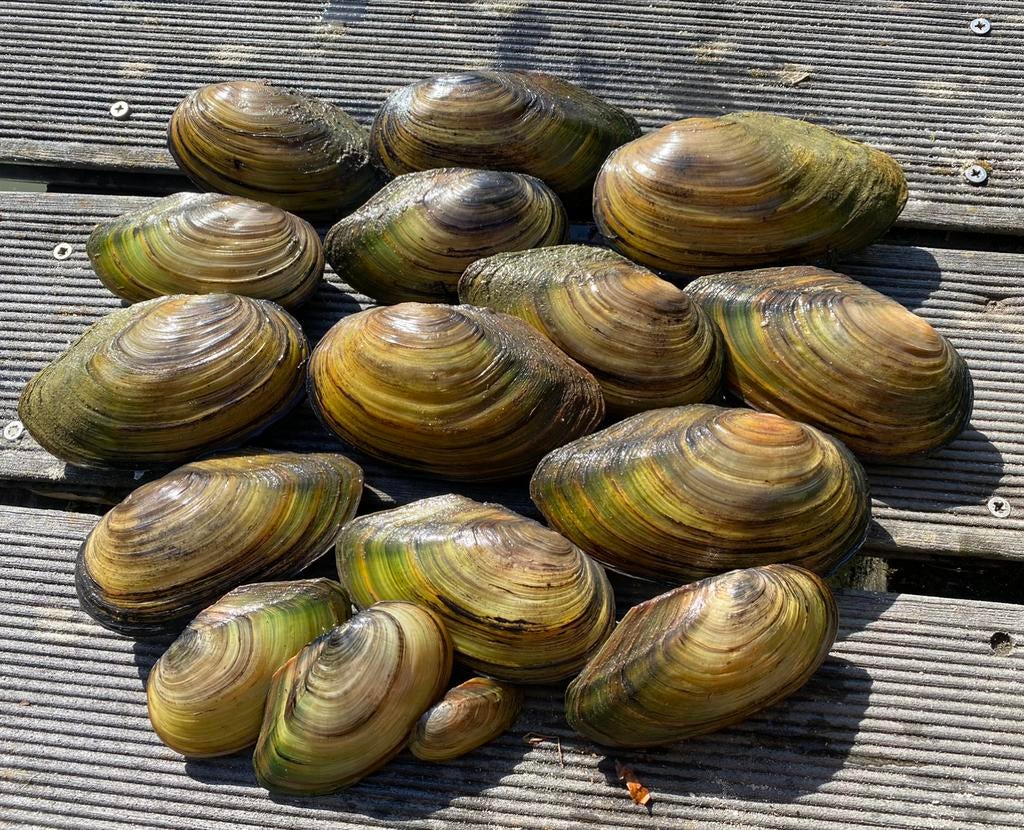 Vijvermossel zoetwatermossel vijverfilter vijvermosselen, Tuin en Terras, Ophalen, Vijverfilter