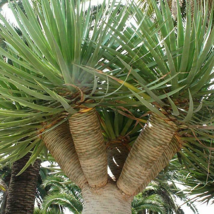 drakenbloedboom (de echte), Overige soorten, Volle zon, Vaste plant, Ophalen of Verzenden