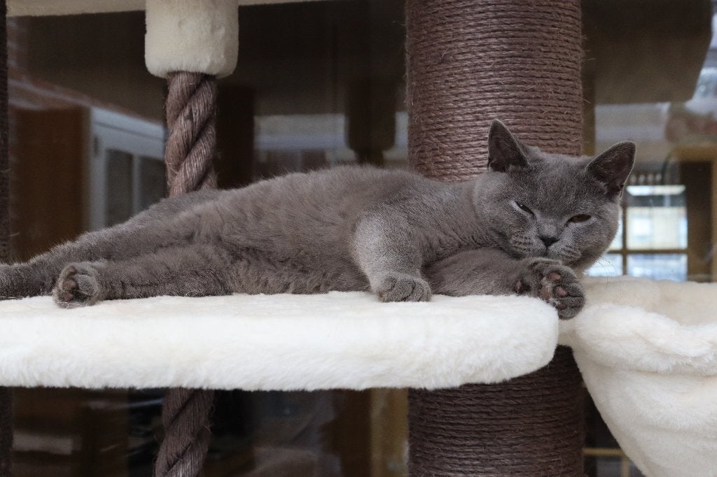 Brits kort en langhaar, Plusieurs animaux, Avec pedigree, 0 à 2 ans