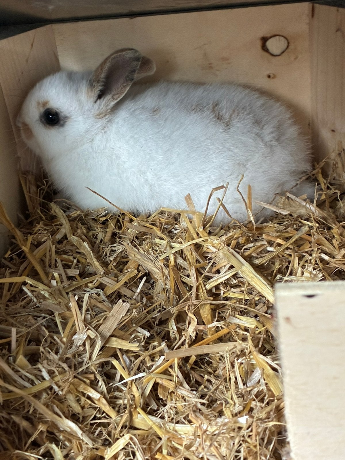 Dwergkonijntjes, Dieren en Toebehoren, Dwerg