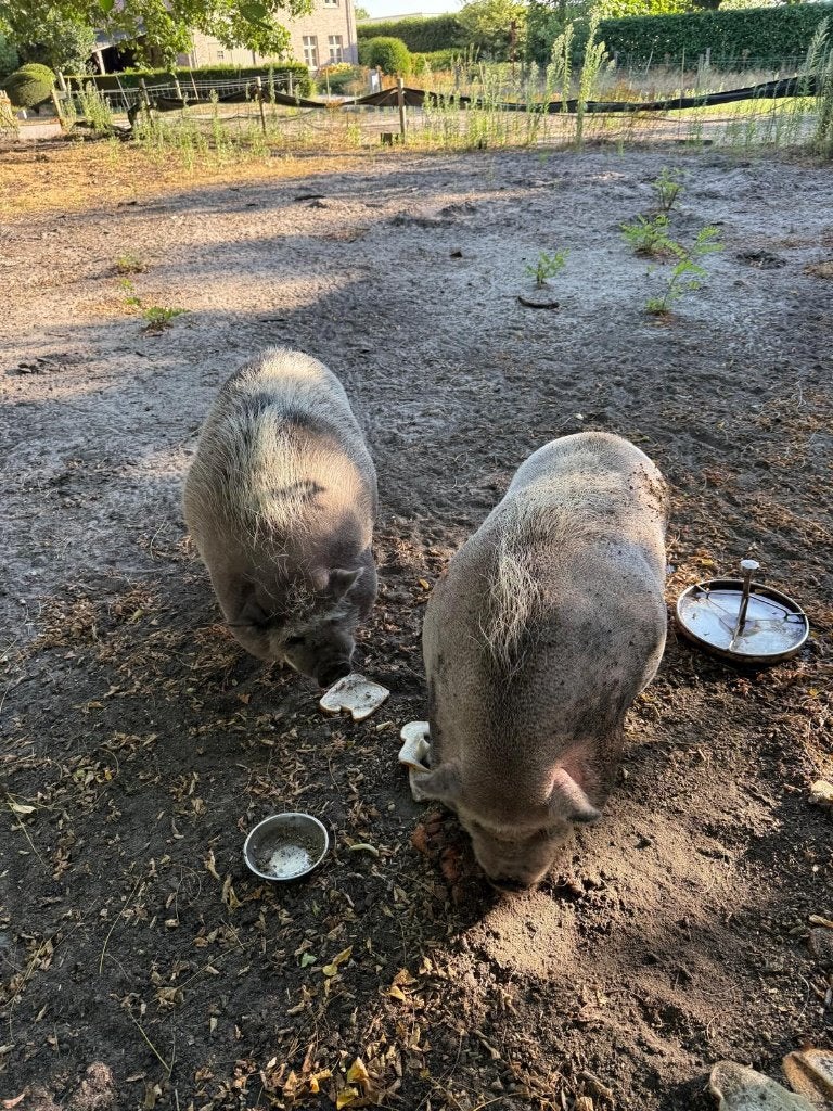 Hangbuikzwijntjes, Dieren en Toebehoren