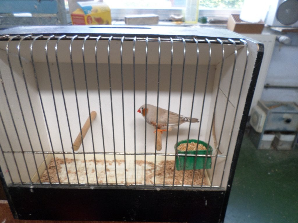 zebravink