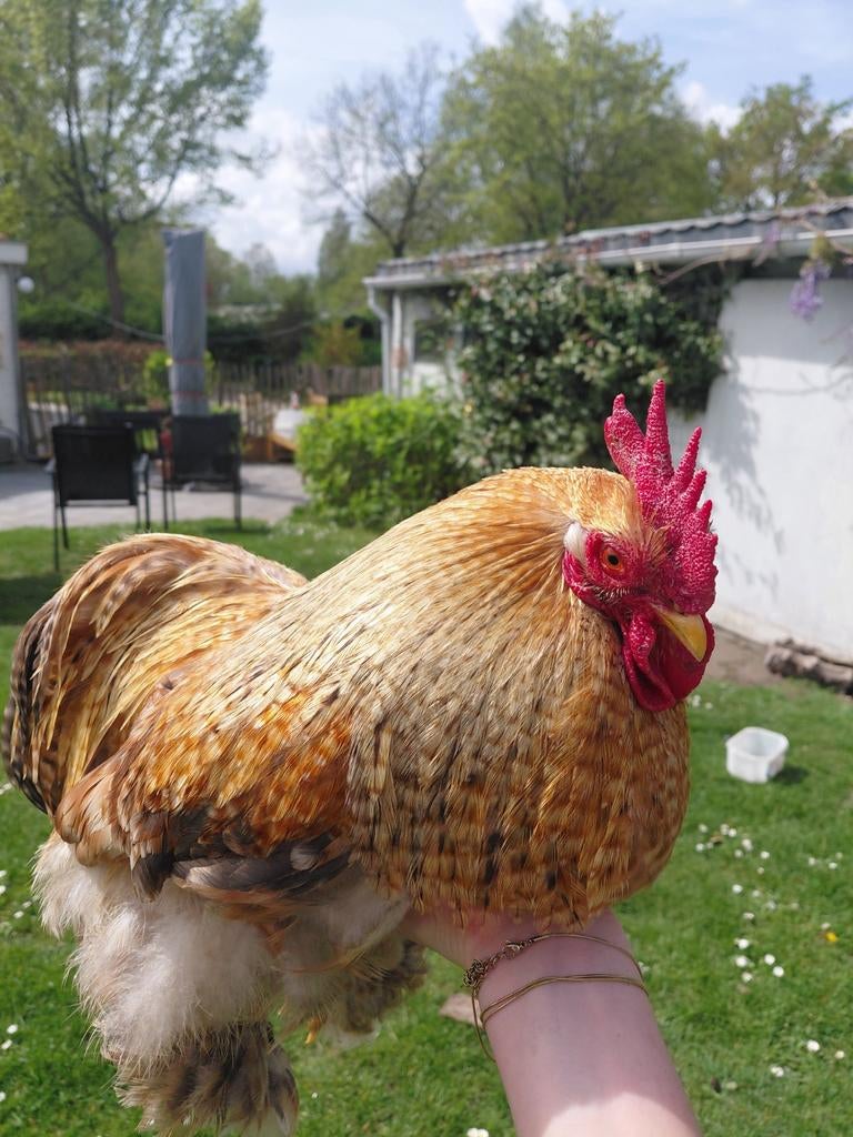 Coq Cochin à vendre, Mâle, Poule ou poulet