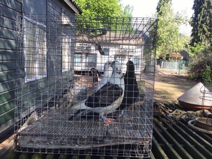 Jonge postduiven, Dieren en Toebehoren, Vogels | Duiven