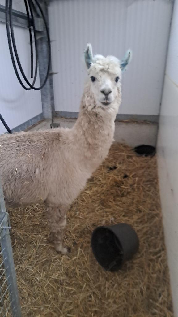Witte Alpaca hengst, Dieren en Toebehoren, Mannelijk, 3 tot 5 jaar