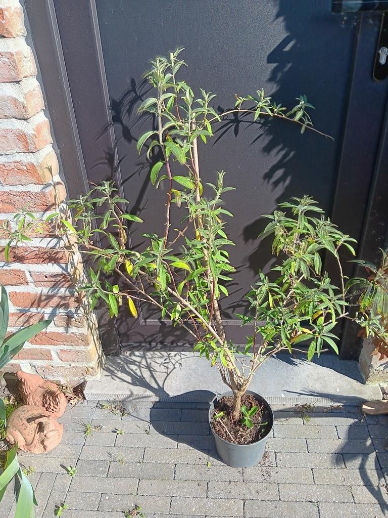 Vlinderstruik, Tuin en Terras, Ophalen