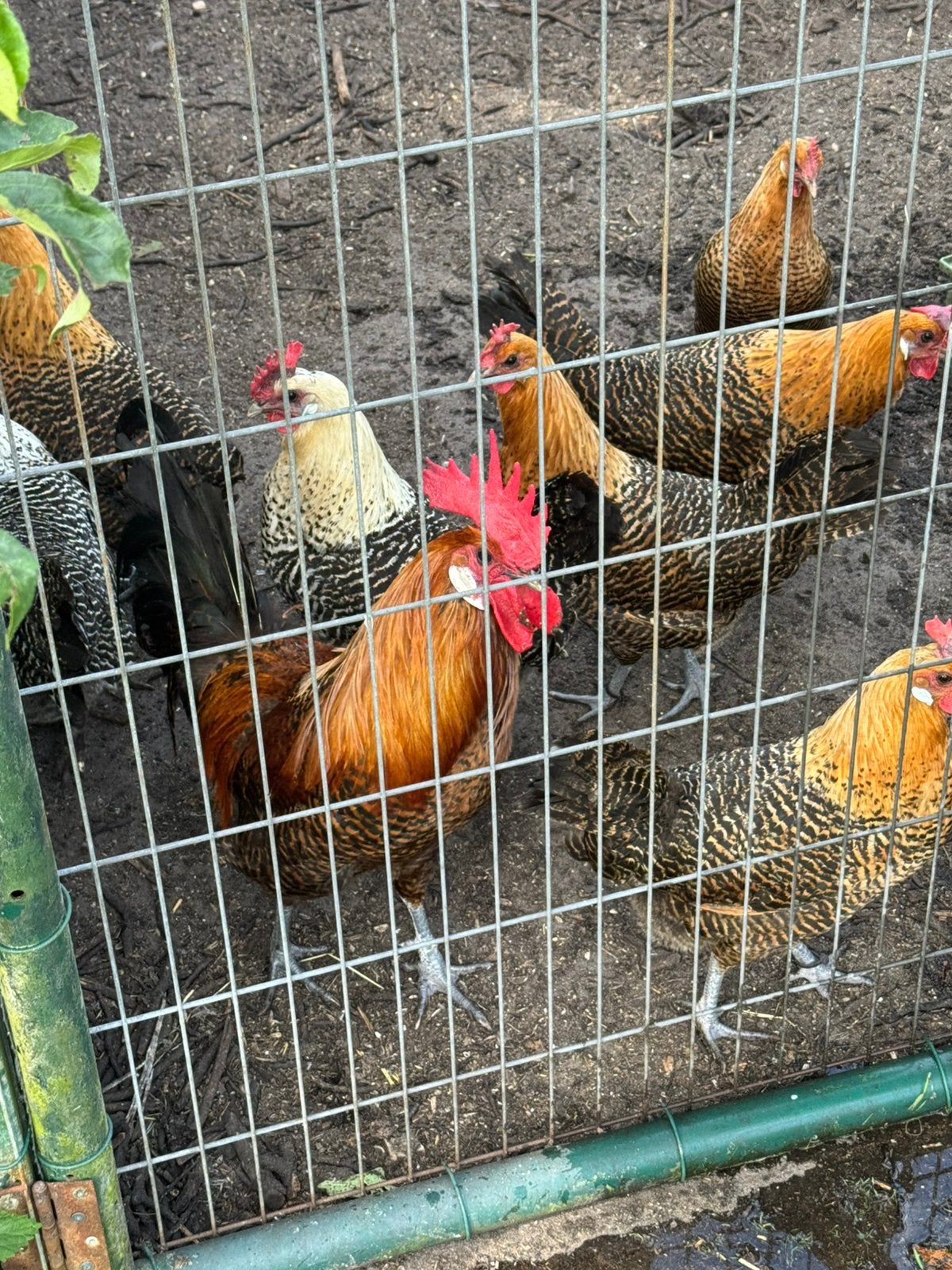 3 brakel hennen, Dieren en Toebehoren