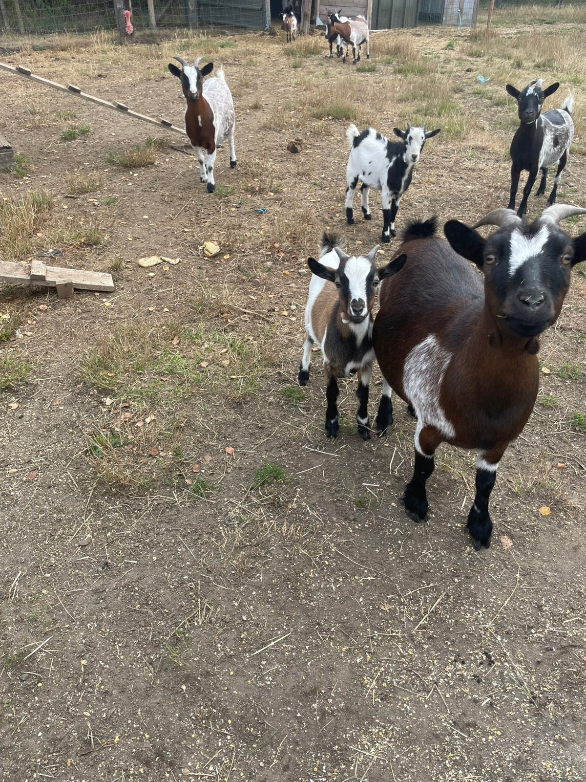 Geitenbokjes, Dieren en Toebehoren, Schapen, Geiten en Varkens, Mannelijk, Geit, 0 tot 2 jaar