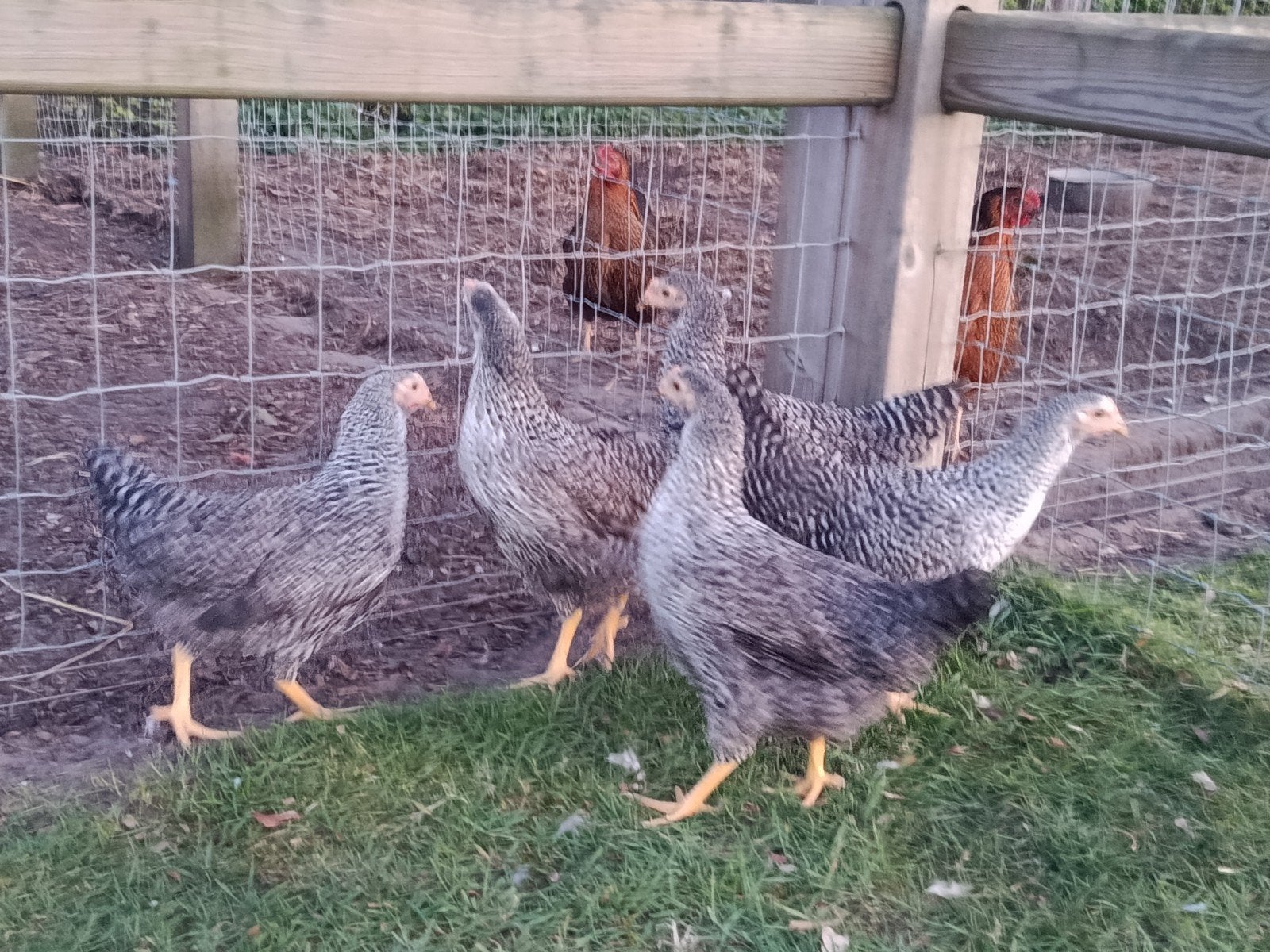 hollandse blauwe legkippen, Dieren en Toebehoren, Pluimvee, Kip