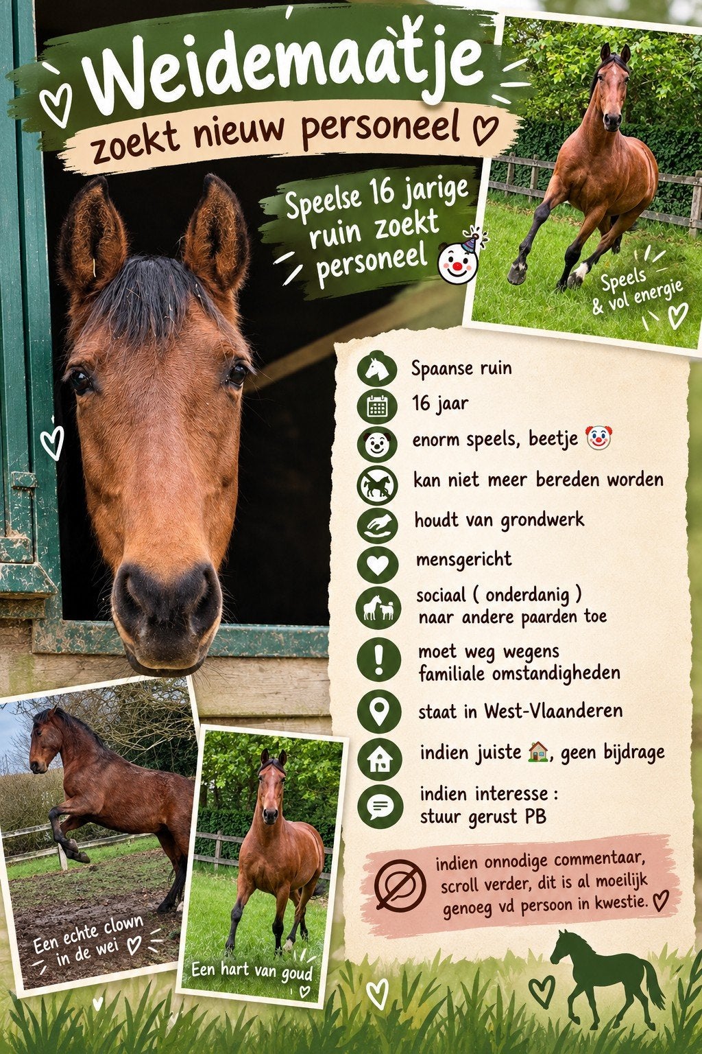 Weidemaatje zoekt personeel, Animaux & Accessoires, Avec puce électronique, 11 ans ou plus, Hongre, Moins de 160 cm