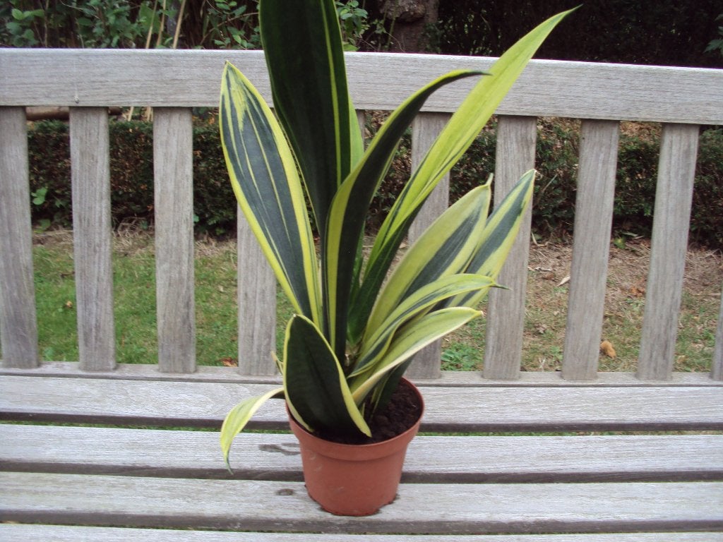 Sansevieria of vrouwentong, Huis en Inrichting, Ophalen