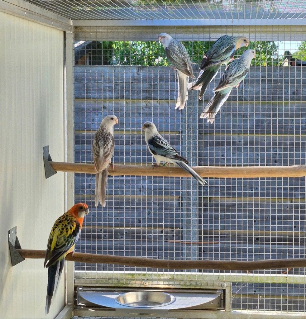 Rosella's 2026, Plusieurs animaux, Perruche, Bagué