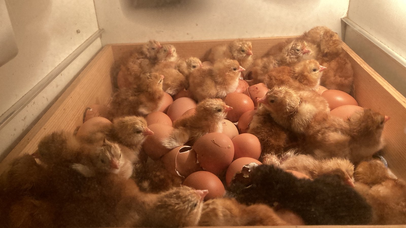 Kuikens en legkippen te koop, Septembre, Plusieurs animaux