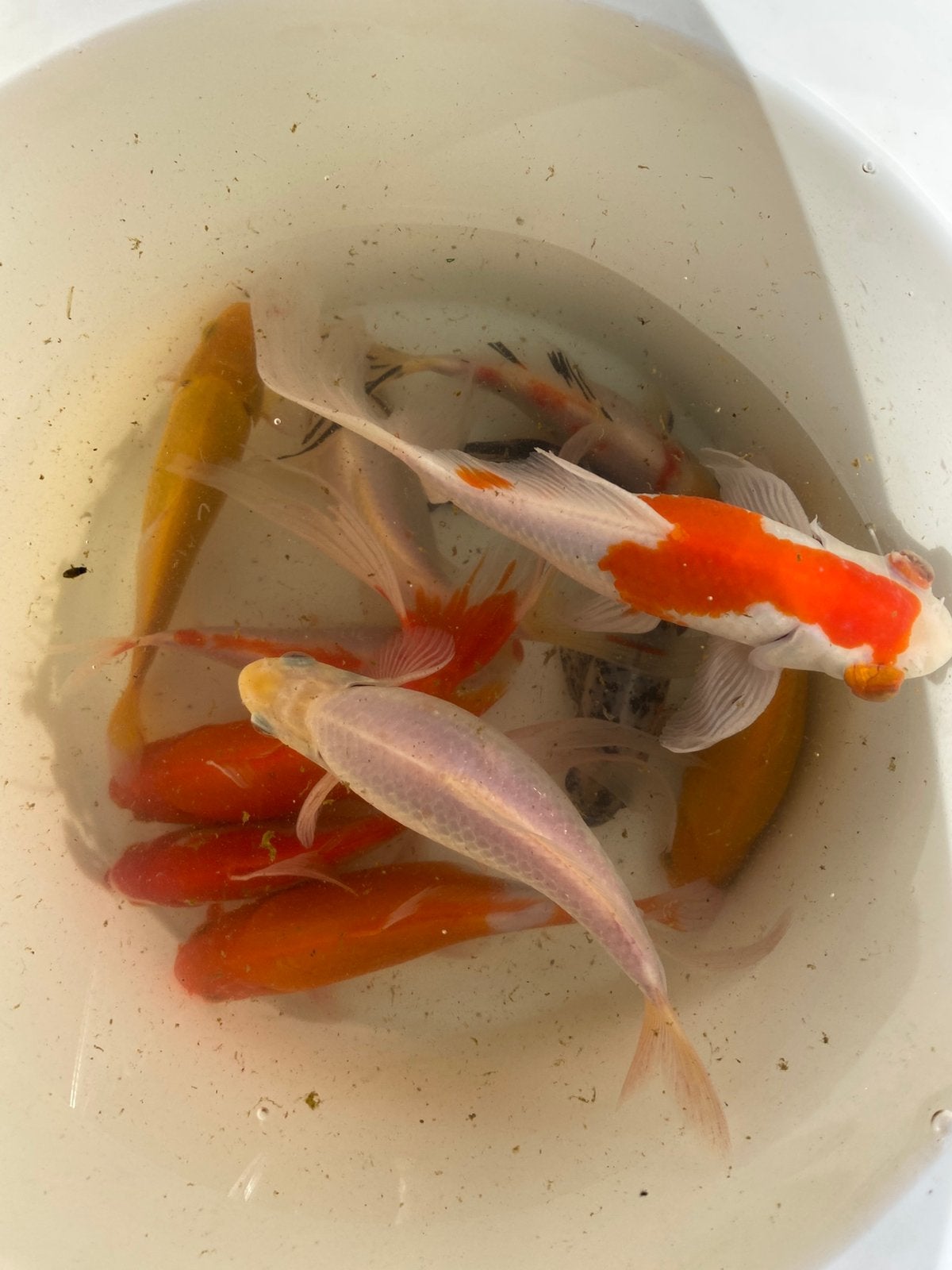 Siervissen, Dieren en Toebehoren, Ophalen, Zo goed als nieuw
