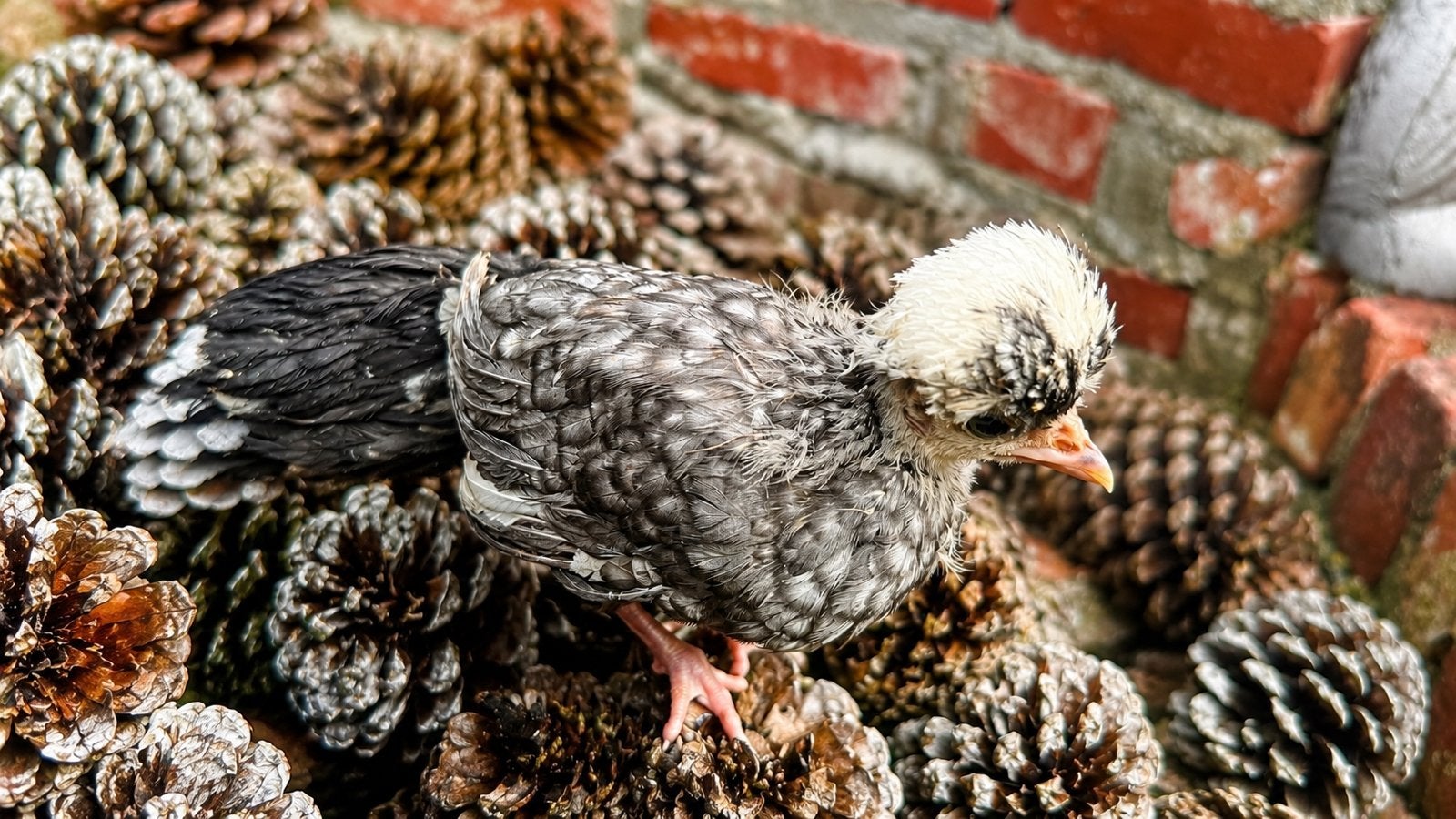 Hollandse kuifhoen kuikens, Dieren en Toebehoren, Pluimvee