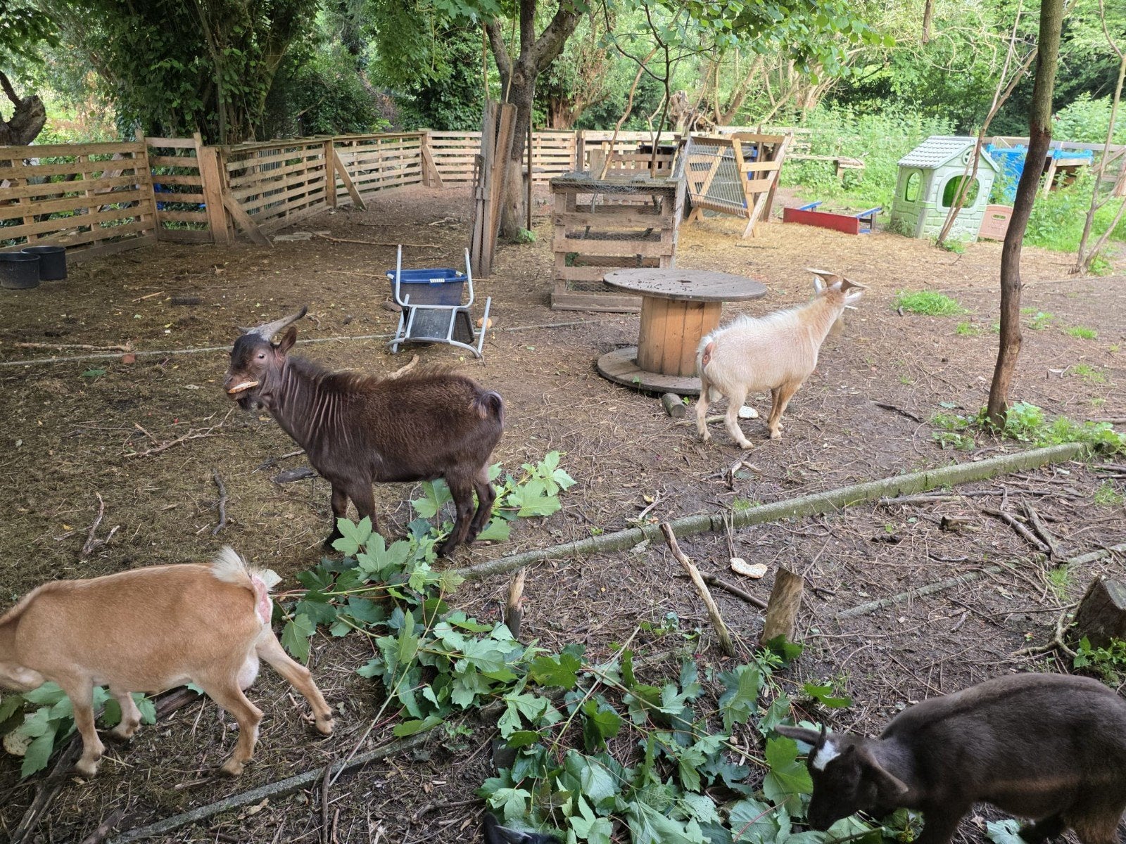 Bruin en Witte Bokken, Dieren en Toebehoren, Schapen, Geiten en Varkens