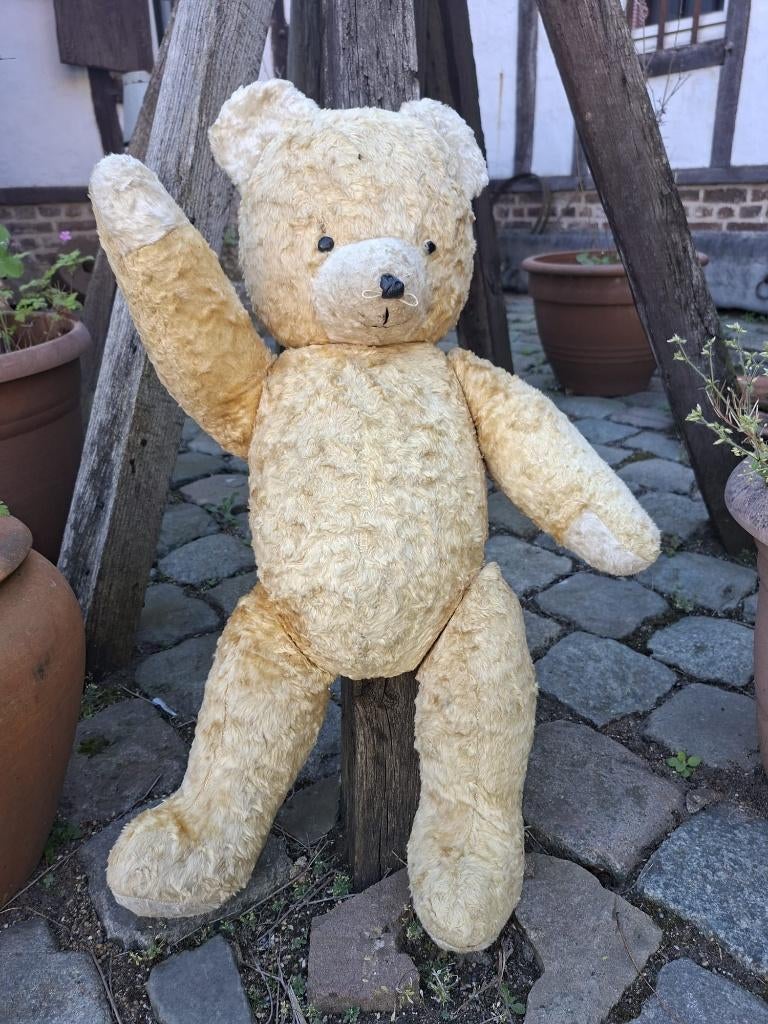 oude grote beer, begin 1900, Enlèvement ou Envoi