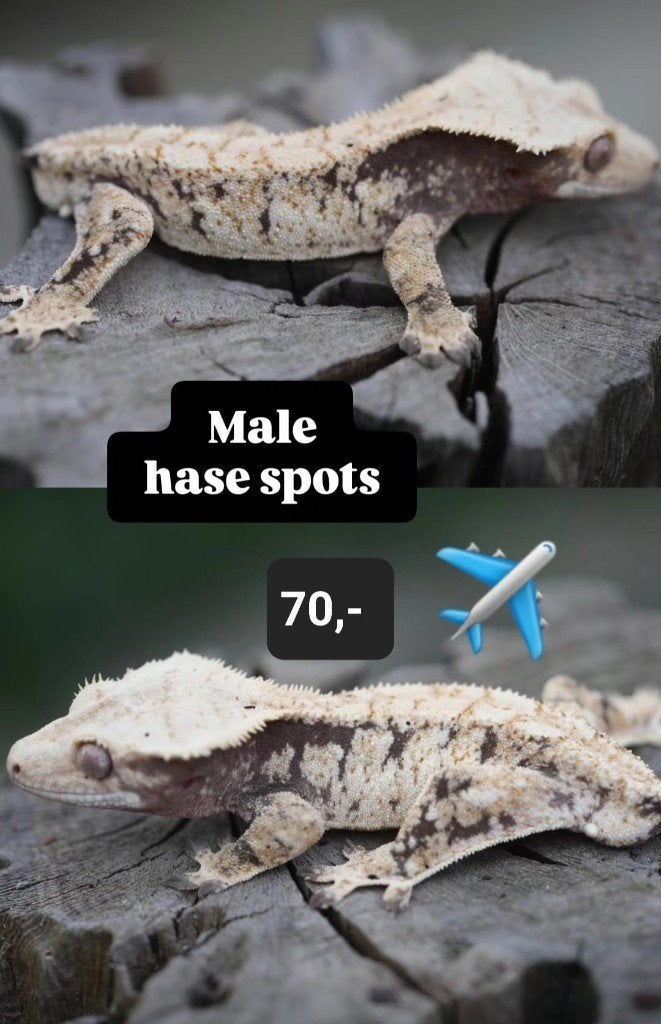 Verschillende wimpergekko's: mannen, vrouwen, RTB, baby, Dieren en Toebehoren, Hagedis, 0 tot 2 jaar