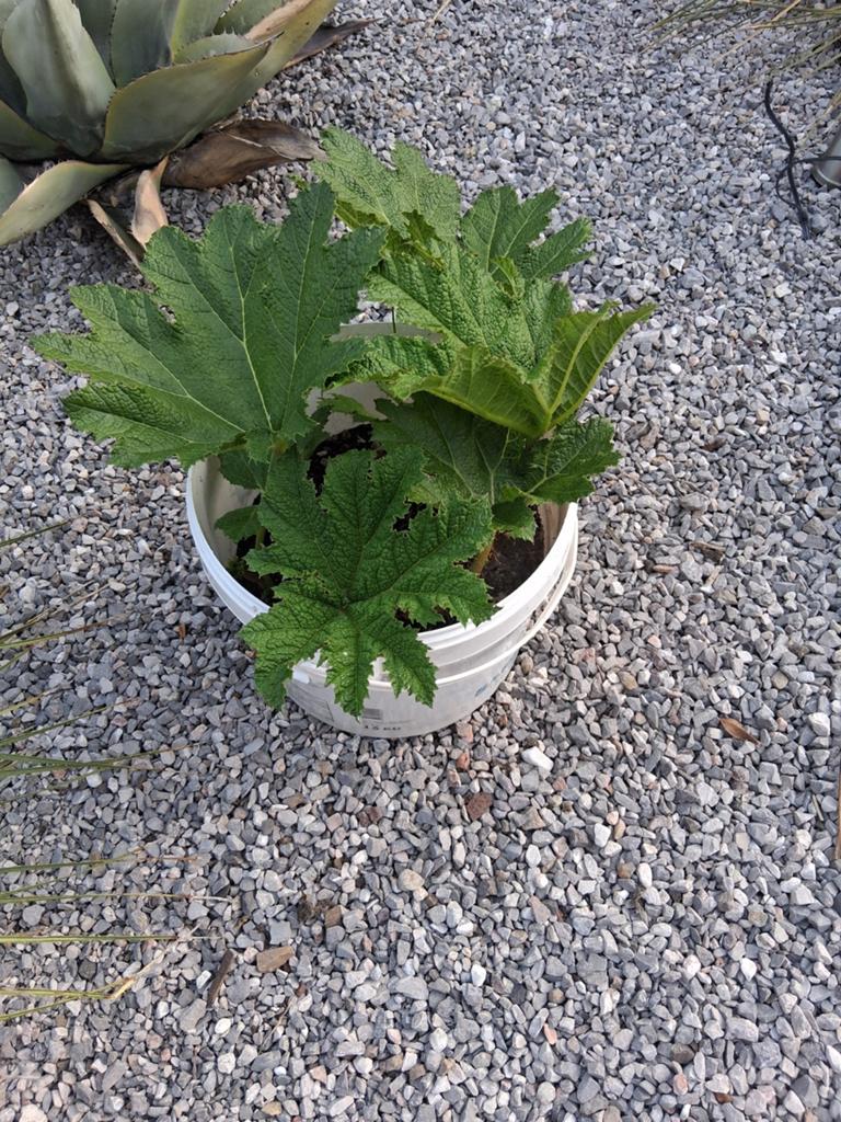 Planten, Tuin en Terras, Ophalen