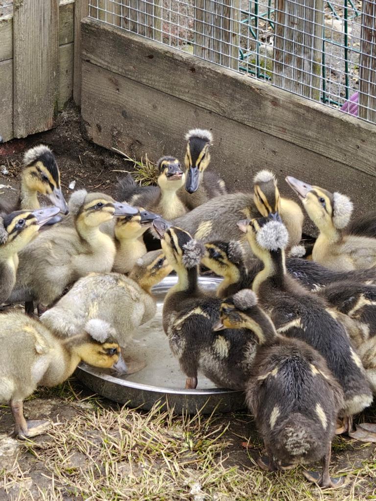 Oud Hollandse kuifeenden zeldzaam, Dieren en Toebehoren, Pluimvee