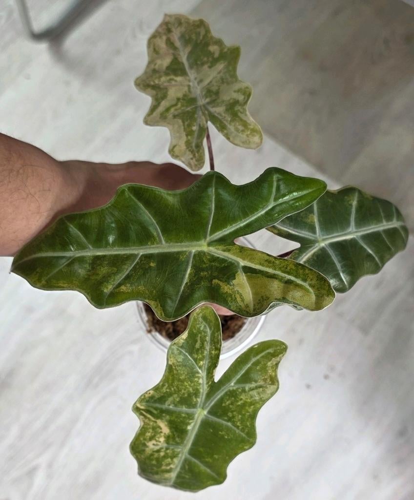 Alocasia pseudo sanderiana aurea, Ophalen
