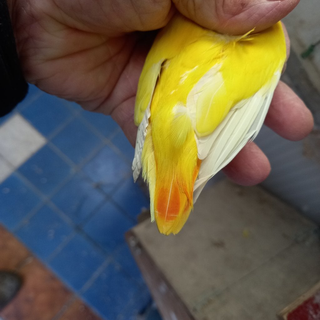 Fischeri, Perroquet nain ou Inséparable, Bagué