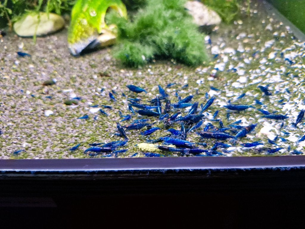 Neocaridina Blue Dream - Blauwe Garnalen, Dieren en Toebehoren, Kreeft, Krab of Garnaal, Zoetwatervis