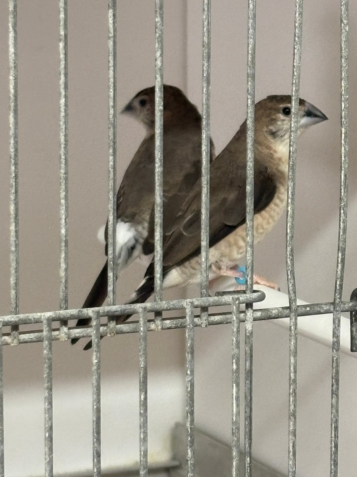 Loodbekjes, Dieren en Toebehoren, Vogels | Overige Vogels, Geslacht onbekend, Geringd
