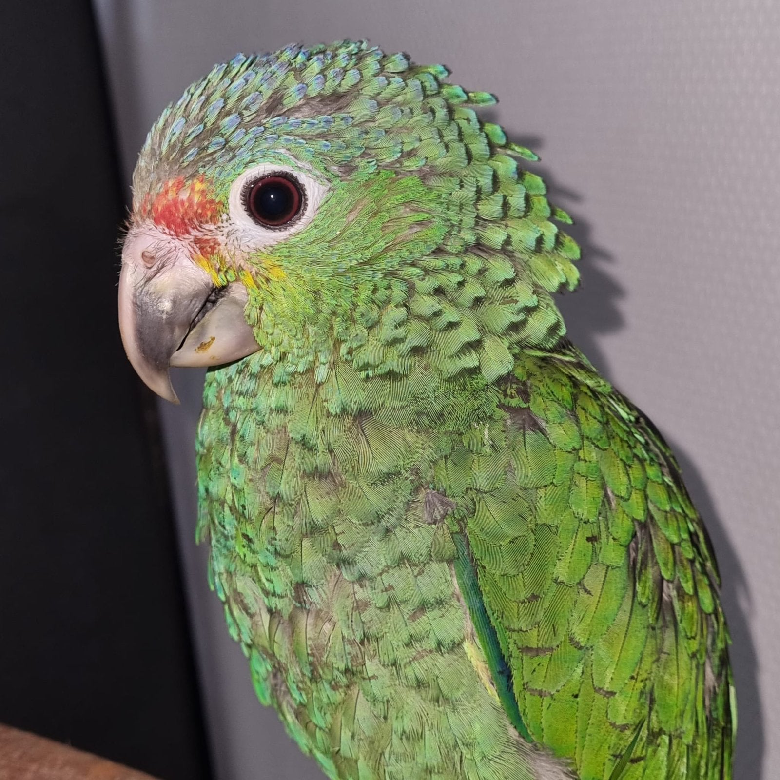 Amazone Geelwang super douce, 2026, Animaux & Accessoires, Oiseaux | Perruches & Perroquets, Perroquet, Parleur, Domestique, Bagué