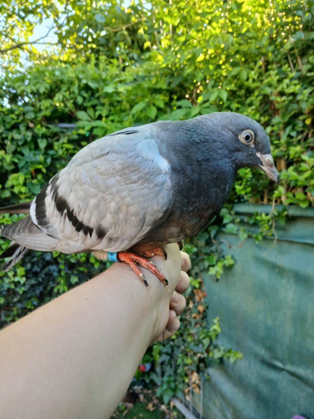 Pigeon super approviser de 4 mois il ne set pas encore volé