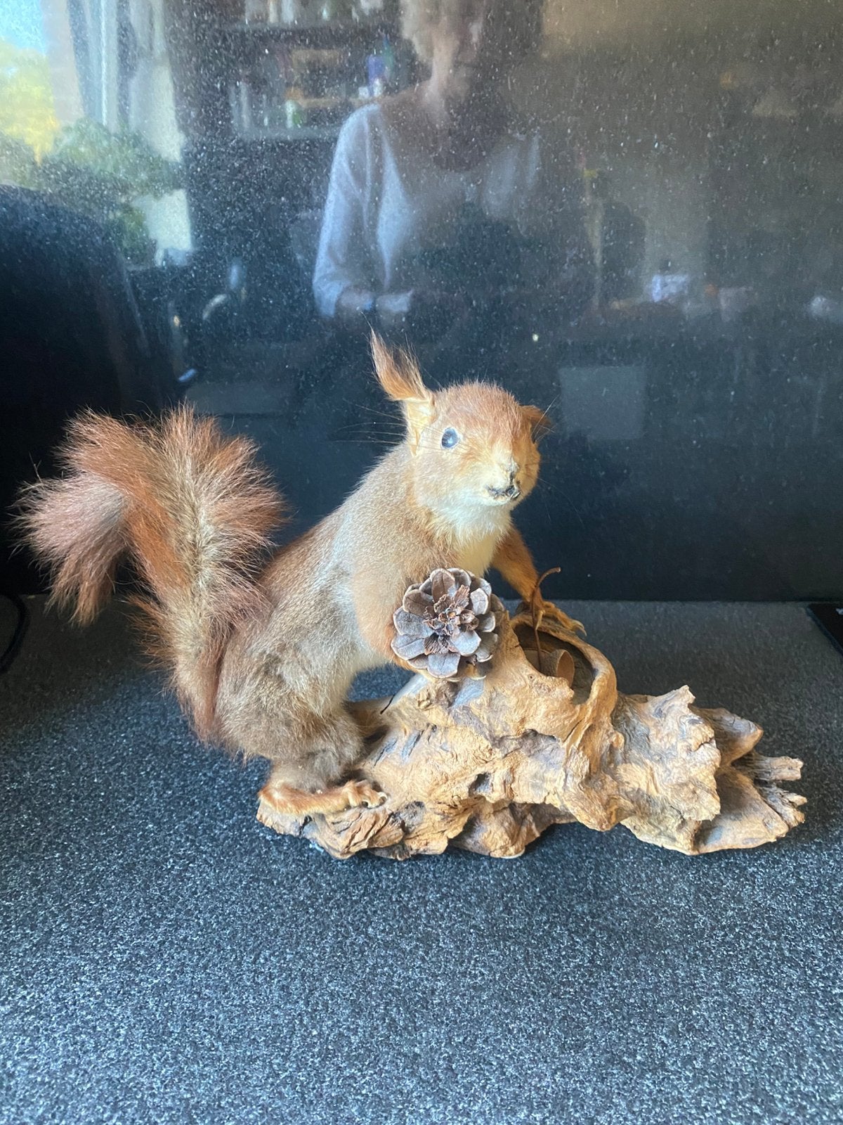 Opgezette eekhoorn, Antiek en Kunst, Curiosa en Brocante, Ophalen