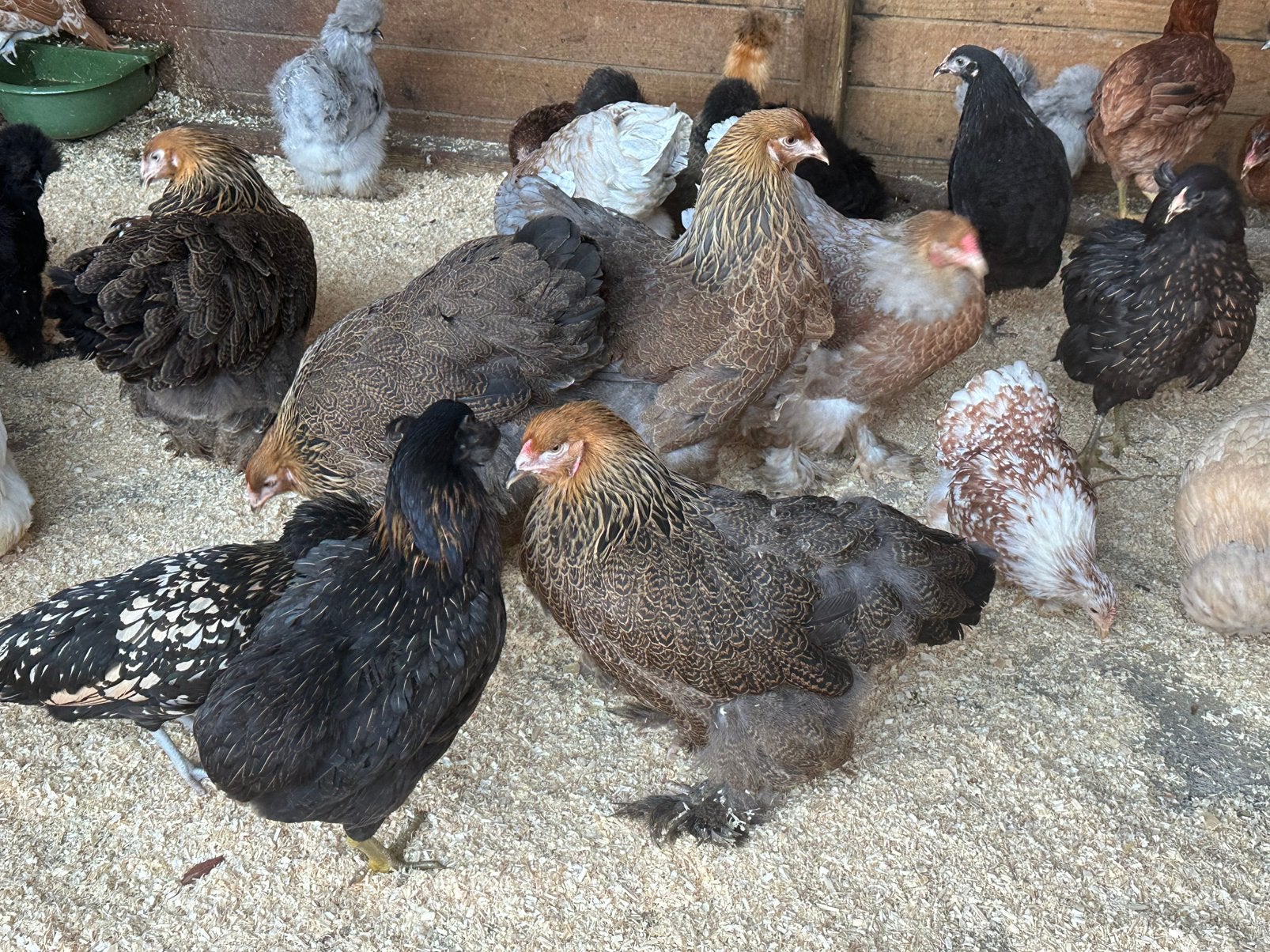 Zeer mooie brahma kippen, Dieren en Toebehoren