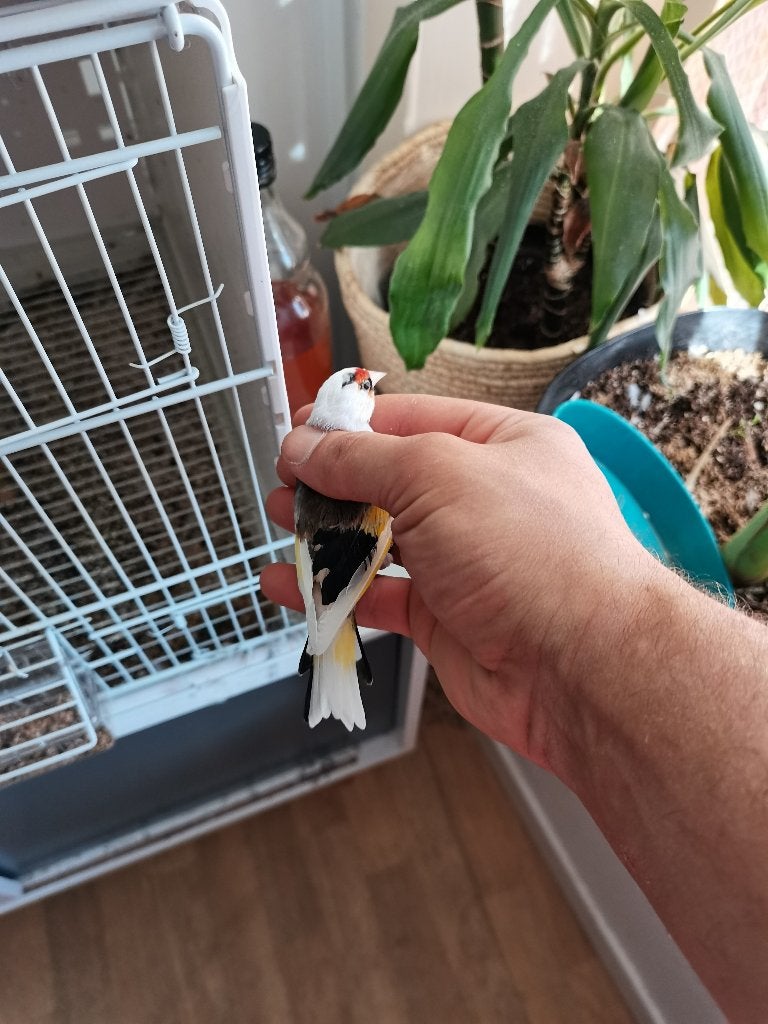 Parva, Mâle, Canari de couleur