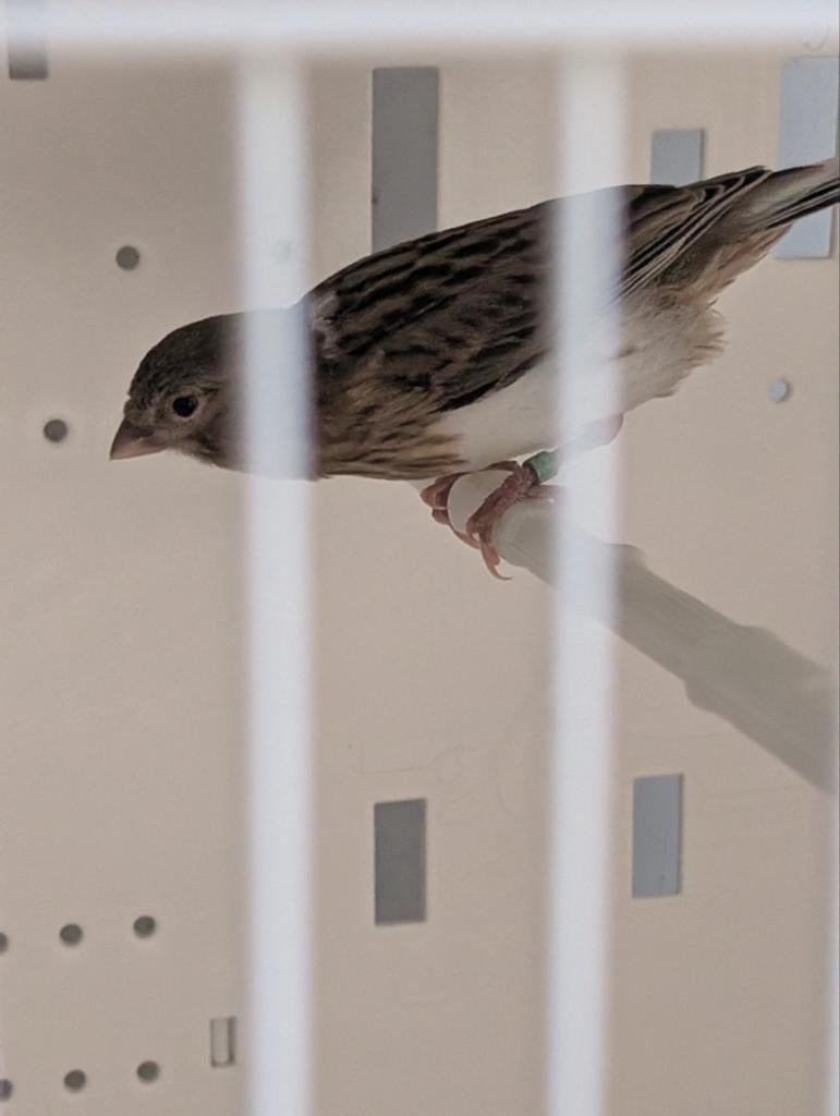 3 canaris panachés pas sexé, Dieren en Toebehoren