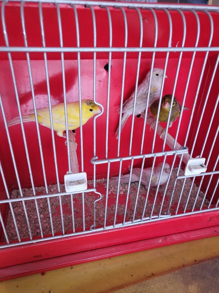a vendre canaris  de janvier 2026, Animaux & Accessoires, Canari chanteur