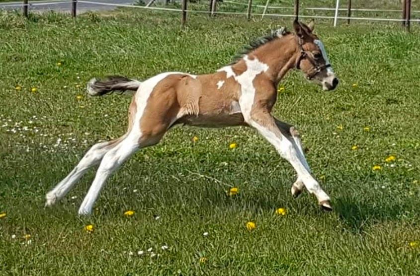 Prachtige D pony Kinderpony Sportpony Springpony merrie valk, Merrie, M, Springpony