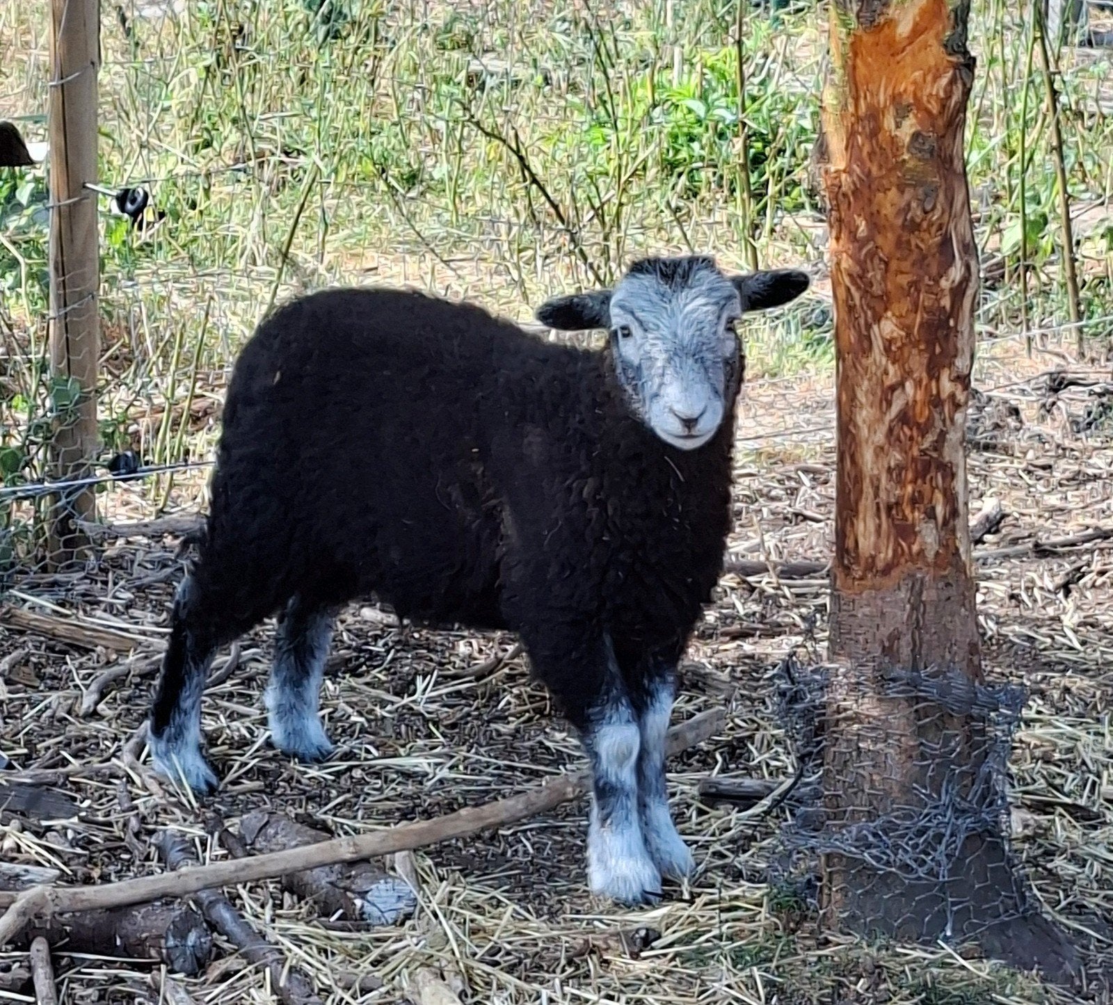 Raszuivere Herdwick kudde, Meerdere dieren, Schaap