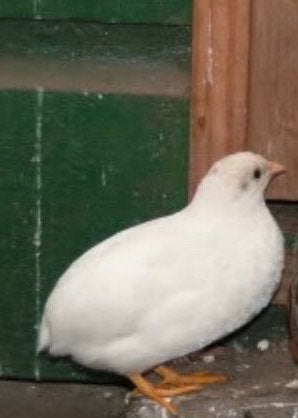 Witte Chinesedwergkwartels, Dieren en Toebehoren