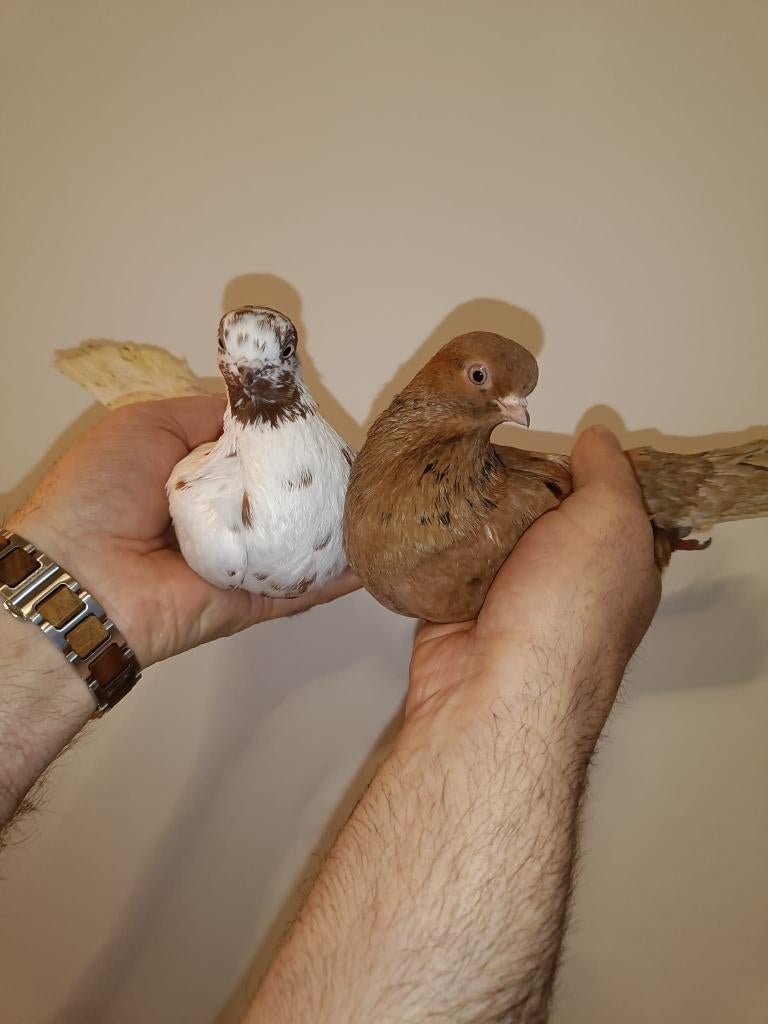 Portugese Tuimelaars koppel 3+4, Animaux & Accessoires, Oiseaux | Pigeons, Pigeon culbutant ou Roller, Plusieurs animaux
