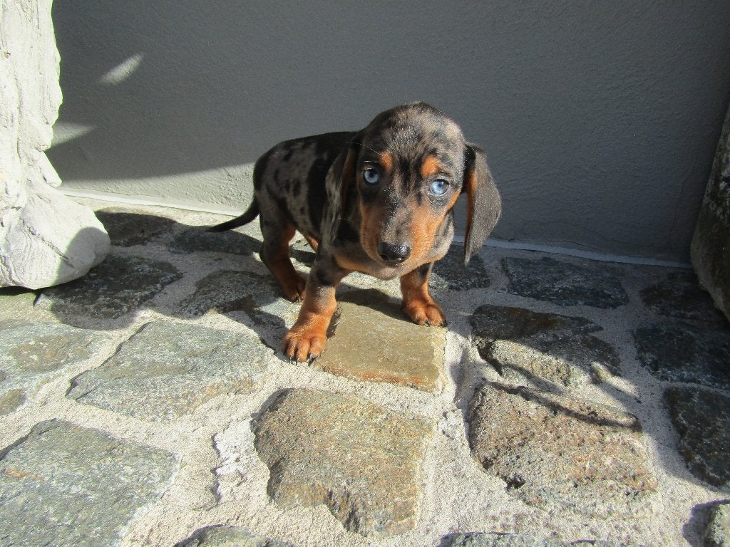 Teckel puppy's, Poils courts, Standard, Maladie de Carré (chiens), Plusieurs
