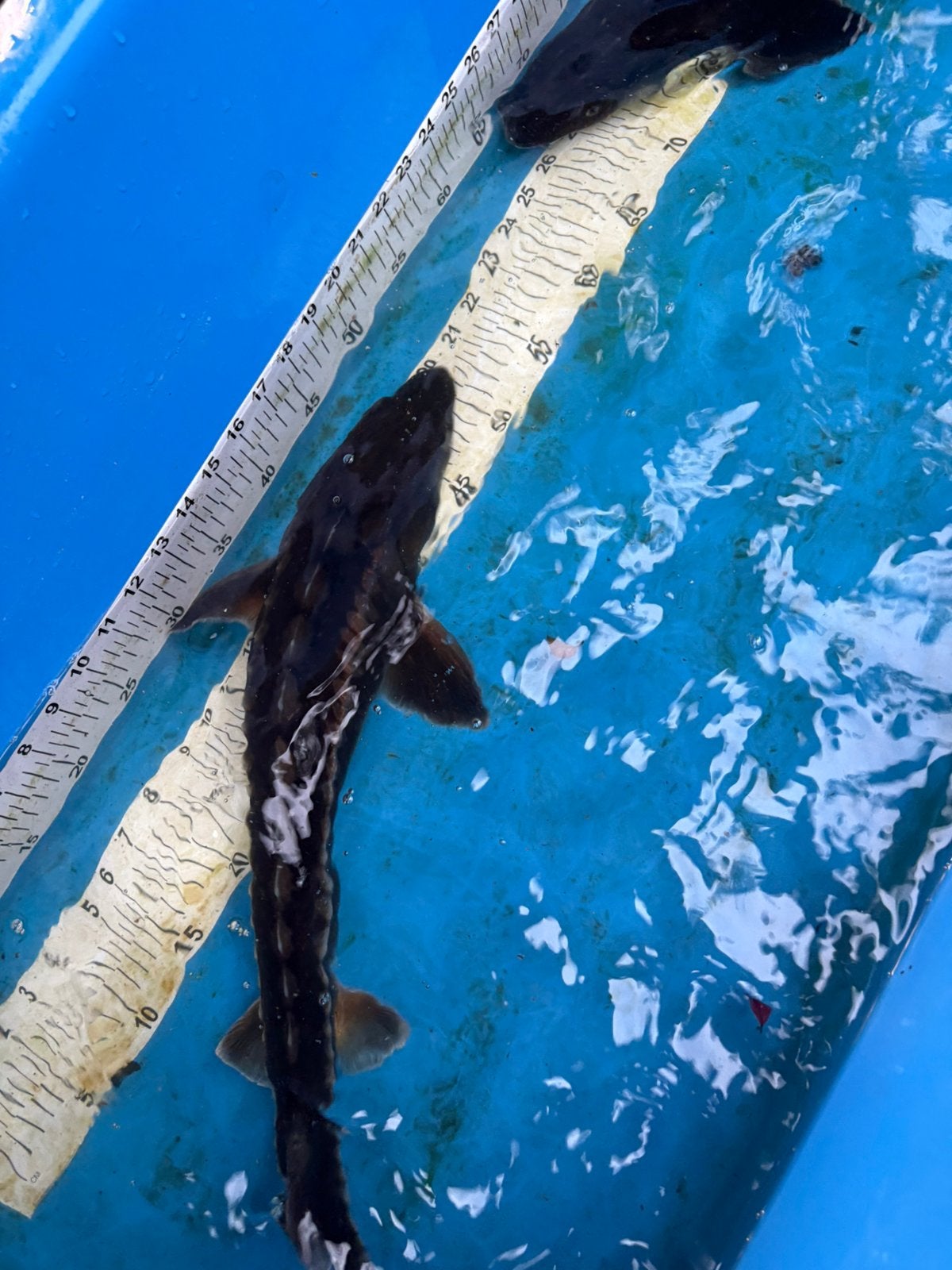 2 steuren van 65 cm, Dieren en Toebehoren, Steur