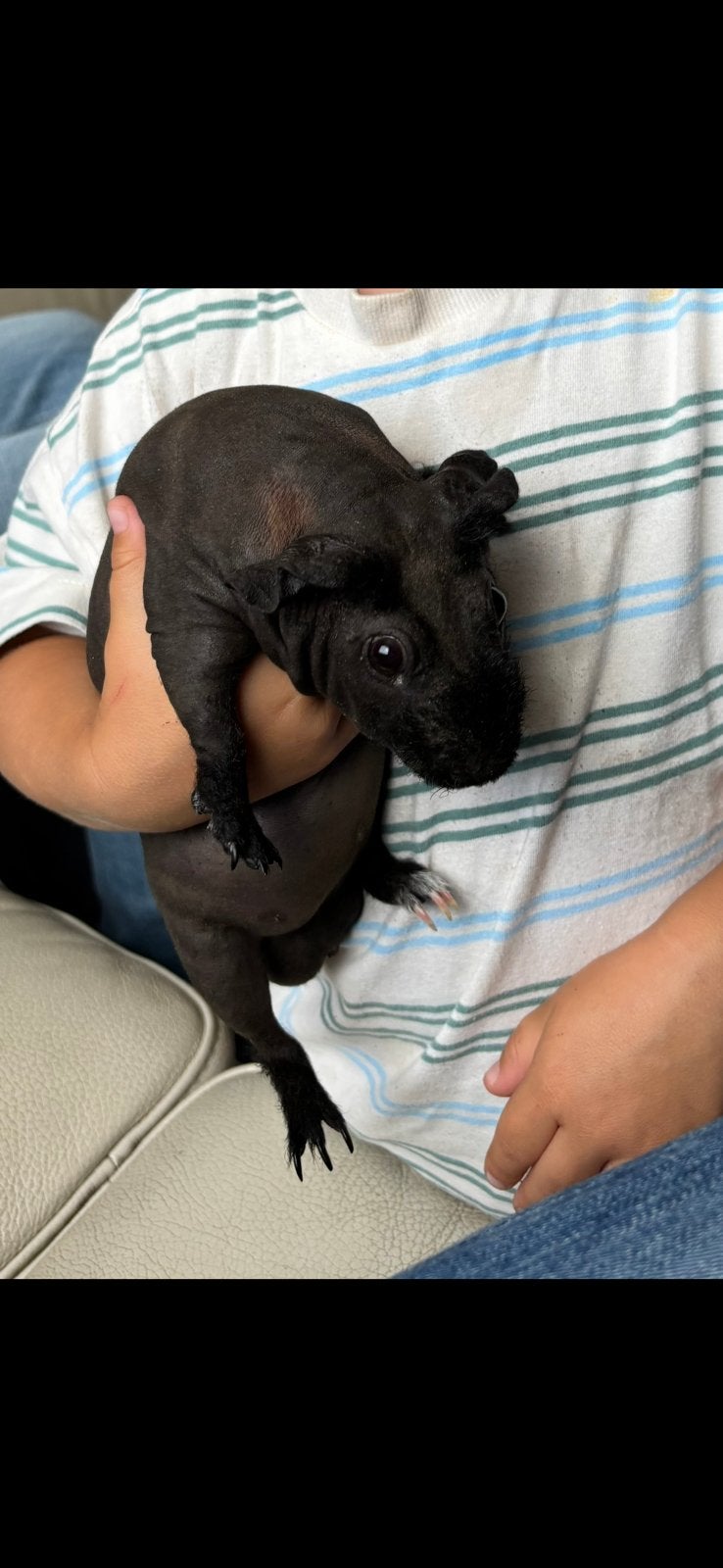 Zwart skinny beertje, Dieren en Toebehoren, Cavia, Februari, Mannelijk, Tam
