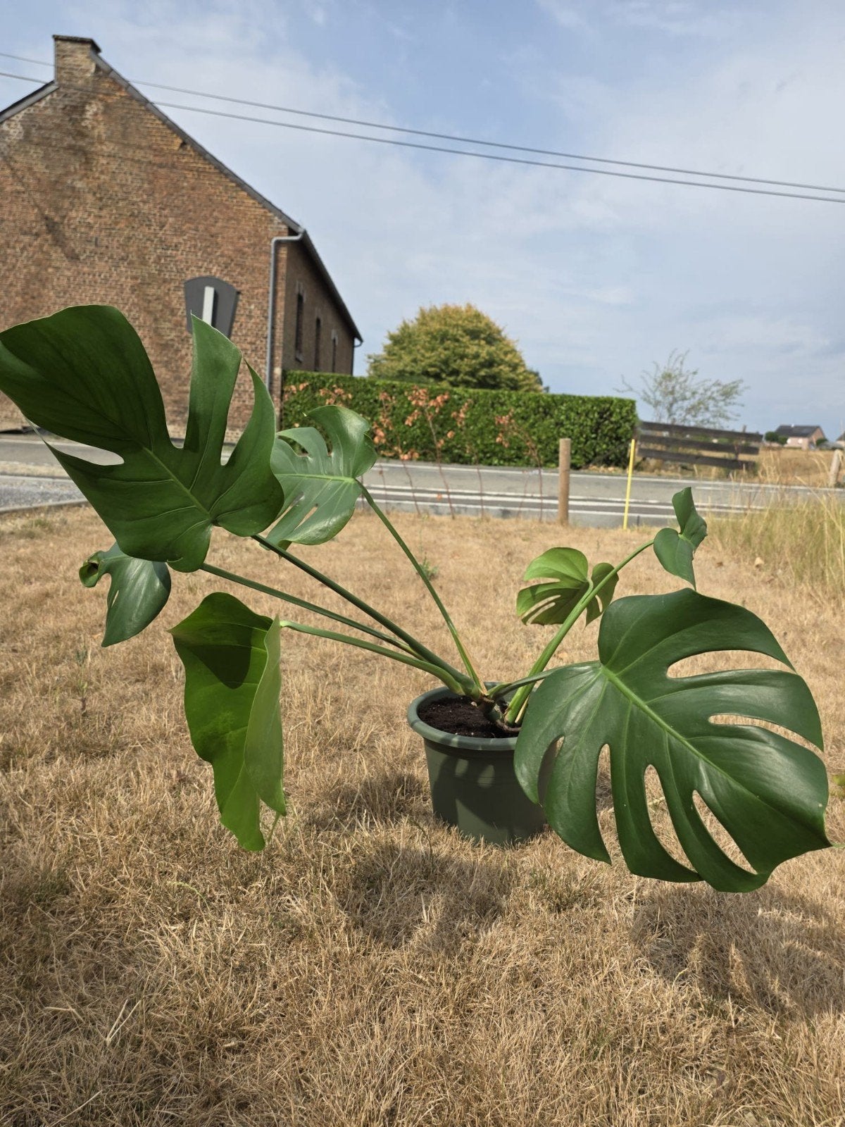 Monstera Deliciosa, Huis en Inrichting, Kamerplanten, Ophalen, Overige soorten, Halfschaduw, In pot