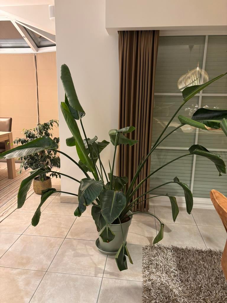 Grote Strelitzia (Paradijsvogelplant) – echte blikvanger, En pot, Autres espèces, Enlèvement, Ombre partielle