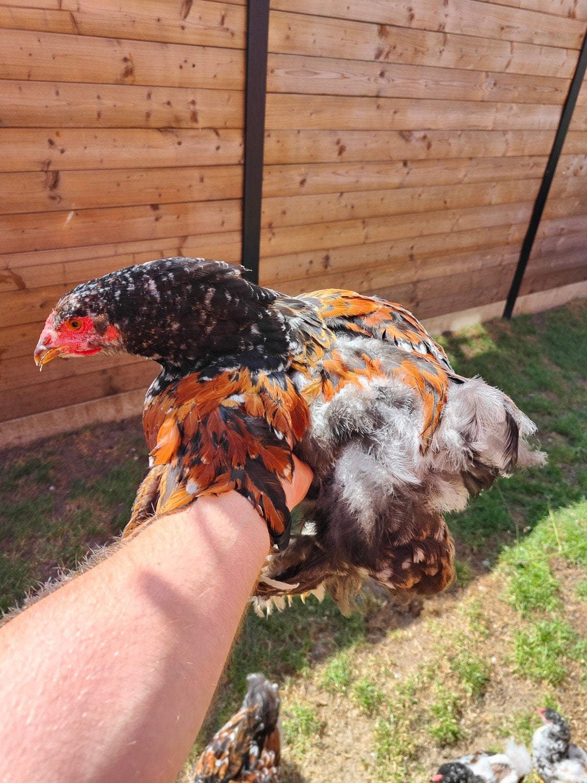 Brahma haantjes, Dieren en Toebehoren, Pluimvee