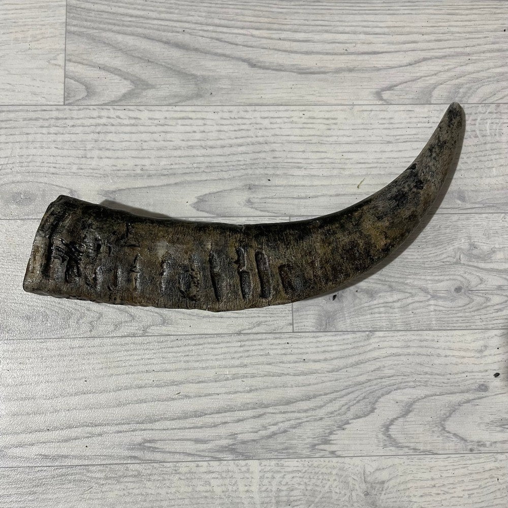 Waterbuffel hoorn los 45cm nr 338 | Lederstore, Collections, Enlèvement ou Envoi, Neuf, Animal de ferme, Bois ou Tête