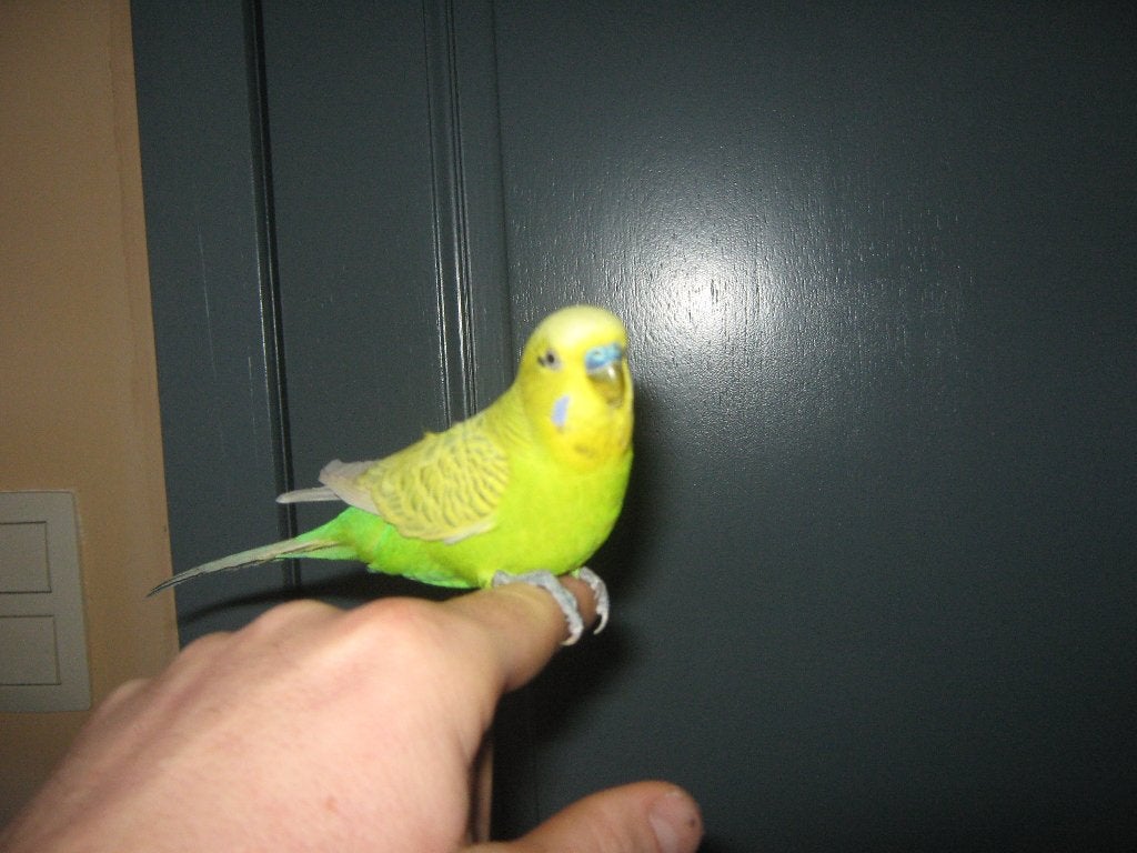 handtamme grasparkietjes, Meerdere dieren, Tropenvogel, Tam