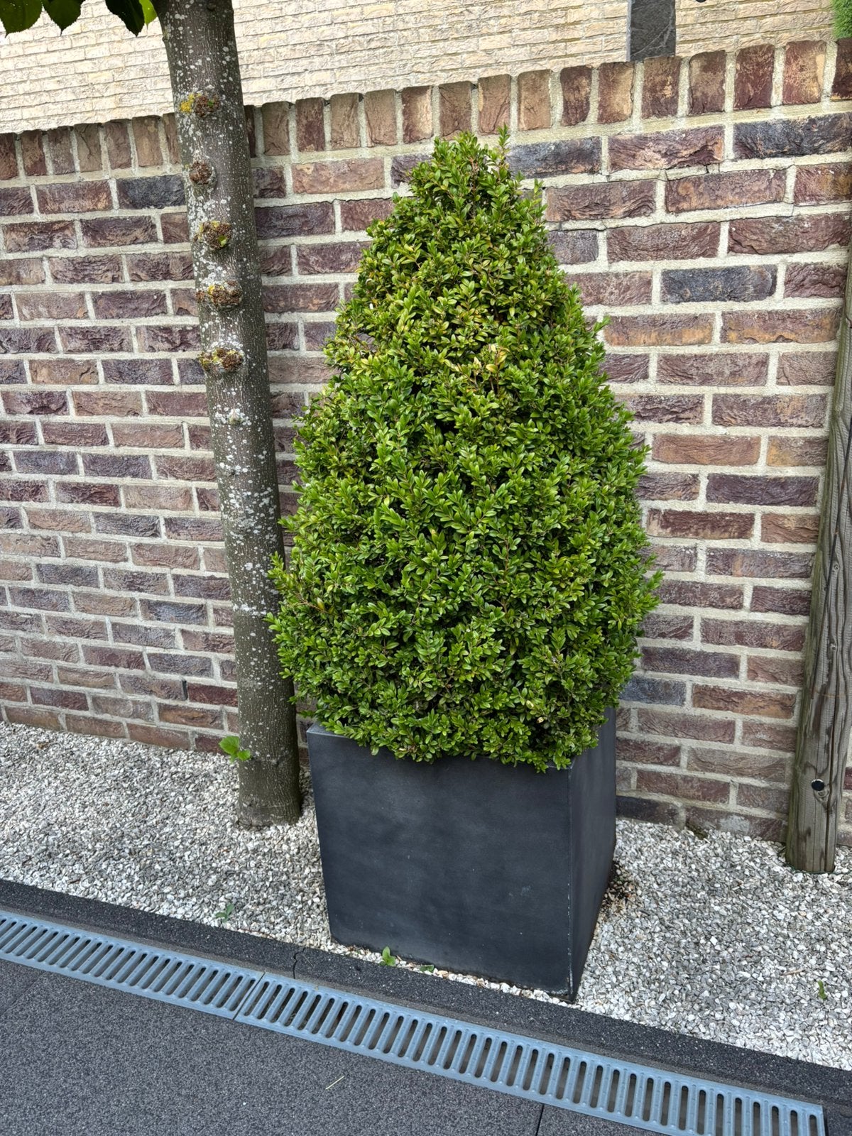 Buxus 2 stuks, Tuin en Terras, Planten | Struiken en Hagen, Ophalen, Buxus