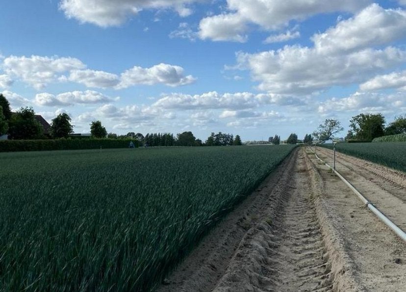 Preiplanten, Ophalen, Eenjarig, Groenteplanten