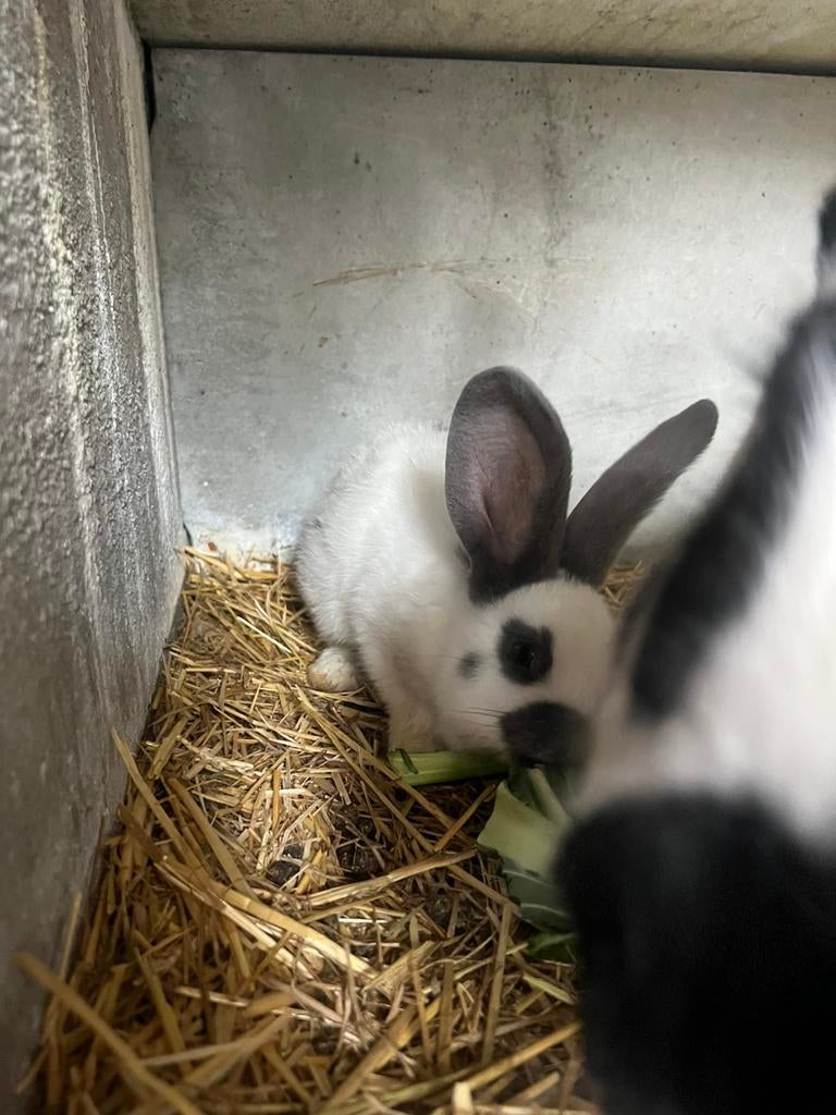 Schattige raszuivere voedster reuzevlinder, Dieren en Toebehoren, Konijnen